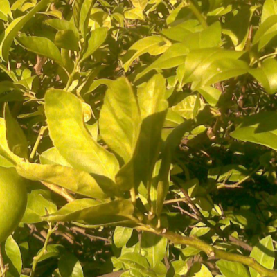 Profile photo of grape