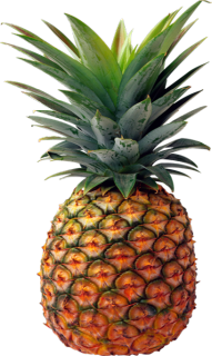 Pineapple